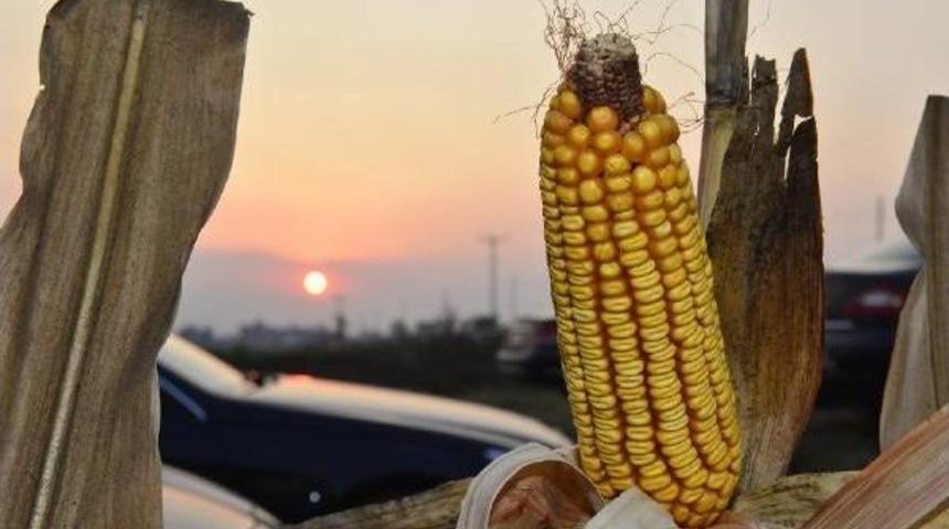 Adana'da Hasat Şenliği