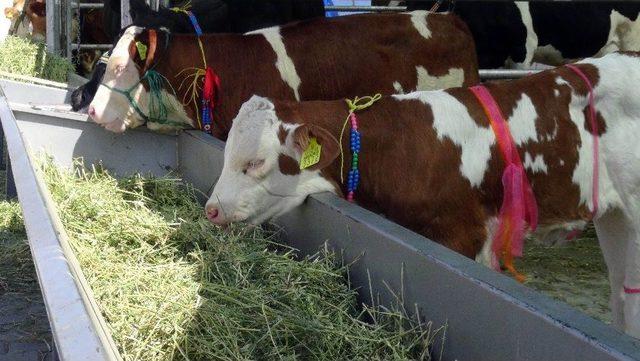 Aksaray’da Hayvancılık Ve Canlı Hayvan Irkları Fuarı Açıldı