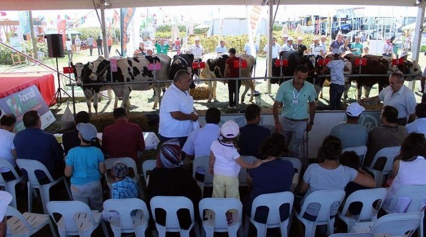 Birinci Olan İnek Sahibine Almanya Gezisi Kazandıracak