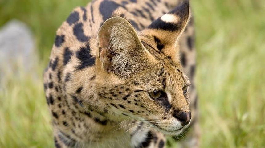 &ldquo;adrenalin D&uuml;nyası" B&uuml;y&uuml;yor