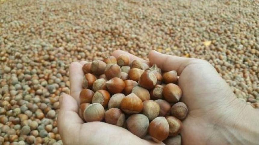 &Uuml;retici Tmo'nun Fındık Alımına Başlamasını Bekliyor