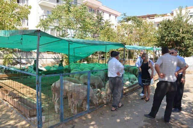 Kuşadası’nda Kurban Bayramı Hazırlıkları