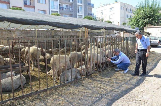 Kuşadası’nda Kurban Bayramı Hazırlıkları