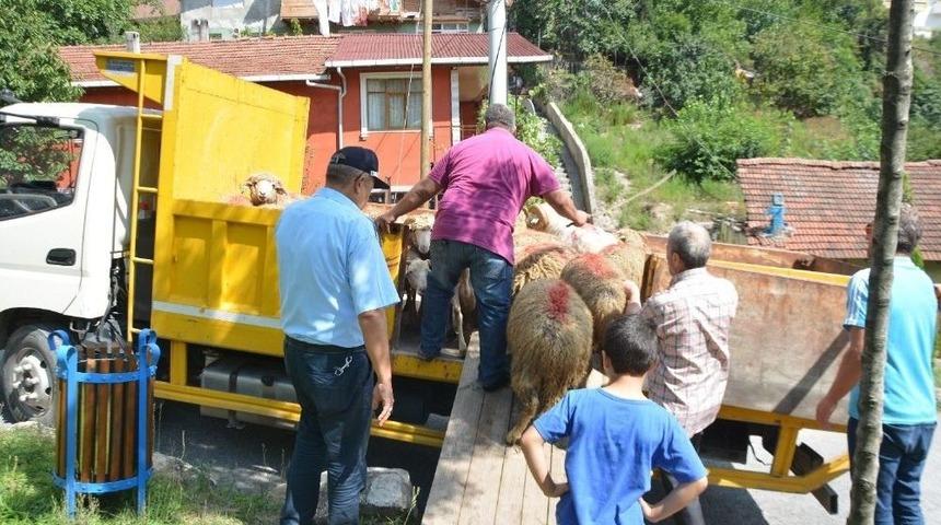 Kent Merkezinde Hayvan Besleyen Vatandaş Hakkında İşlem