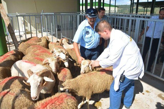 Kent Merkezinde Hayvan Besleyen Vatandaş Hakkında İşlem