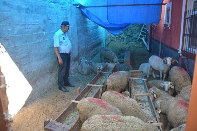 Kent Merkezinde Hayvan Besleyen Vatandaş Hakkında İşlem