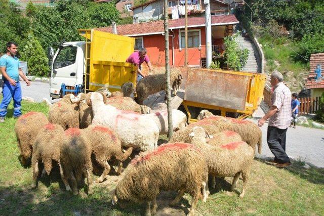 Kent Merkezinde Hayvan Besleyen Vatandaş Hakkında İşlem