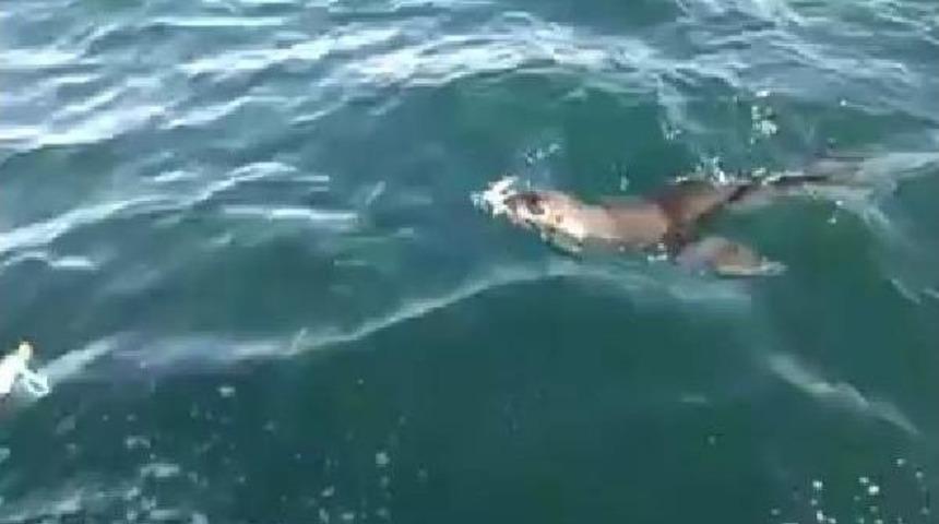 Kastamonu Cide A&ccedil;ıklarında Fok Balığı G&ouml;r&uuml;nt&uuml;lendi