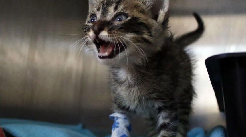 Derisi Y&uuml;z&uuml;len Yavru Kedi &Ouml;ld&uuml;