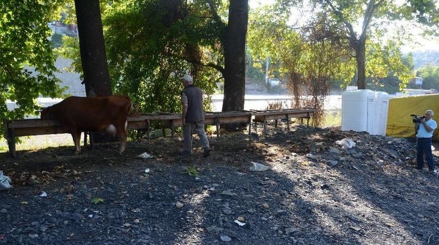 Sahibi Uyuyunca 10 Bin Liralık Kurbanlığı &Ccedil;aldılar