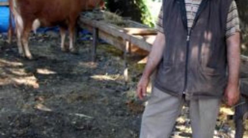 Hayvan Pazarından 10 Bin Lira Değerinde Kurbanlık Inek &Ccedil;alındı