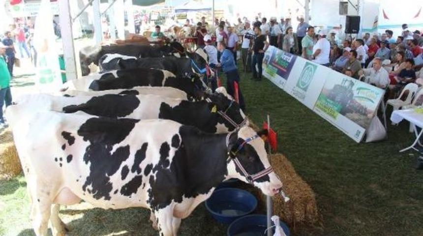 En G&uuml;zel Inekler, Sahiplerine Almanya Seyahati Kazandırdı