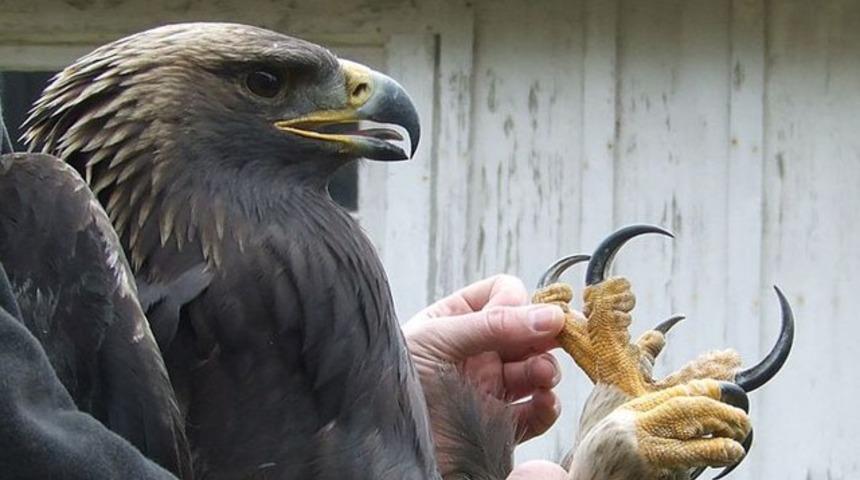 İşte ger&ccedil;ek kartal pen&ccedil;esi