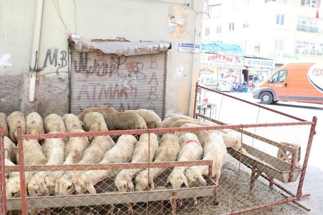 Kurbanlıklara Eziyetli Satış