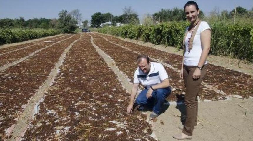 Kadın Girişimci &Uuml;z&uuml;m&uuml;n Kuruma S&uuml;resini Kısalttı