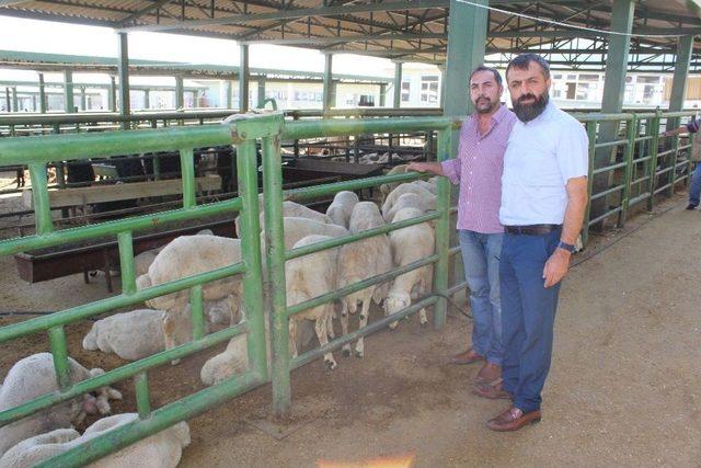 Kurbanlıklar Pazara İndi, Sahte Para Ve Karşılıksız Çeke Dikkat