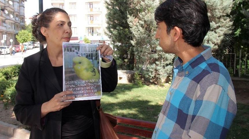 İlan Asıp, Kuşunu Arıyor