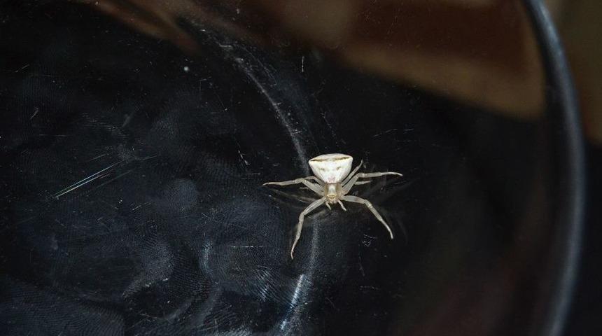 Kozanlı Vatandaş, Bulduğu İnsan Yüzlü Örümceğe Gözü Gibi Bakıyor