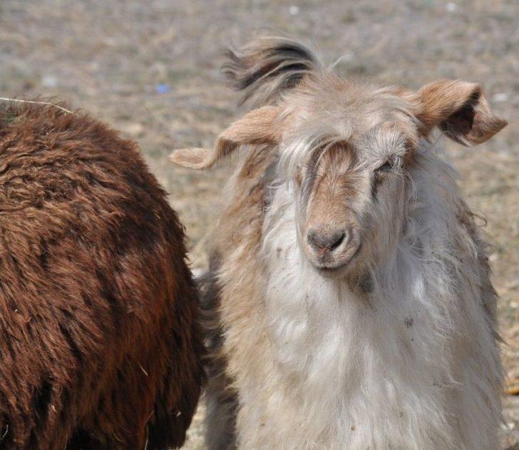 Kars’ta Kurban Pazarı Kuruldu G2