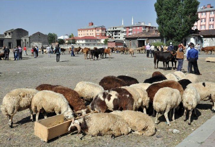 Kars’ta Kurban Pazarı Kuruldu G3