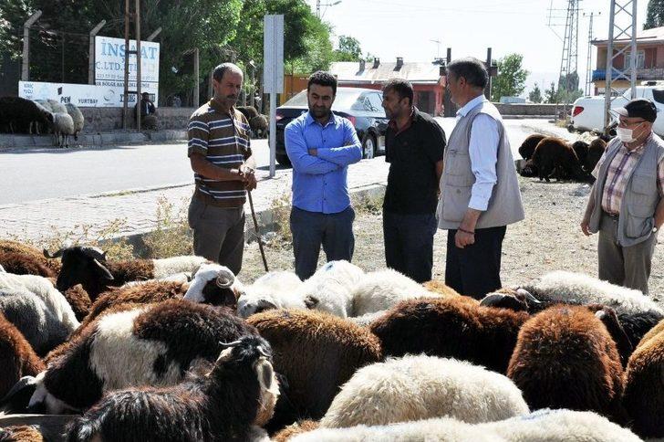 Kars’ta Kurban Pazarı Kuruldu G4