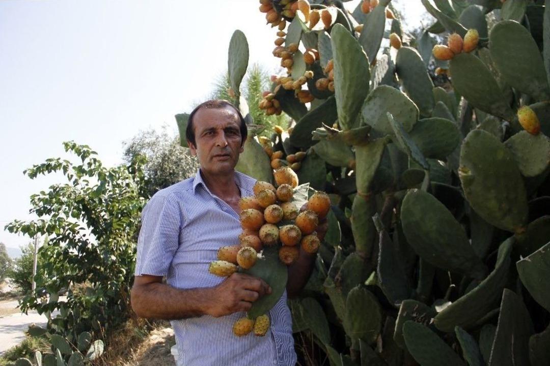 300 Yıllık Ge&ccedil;mişi Olan Meyve Her Derde Deva