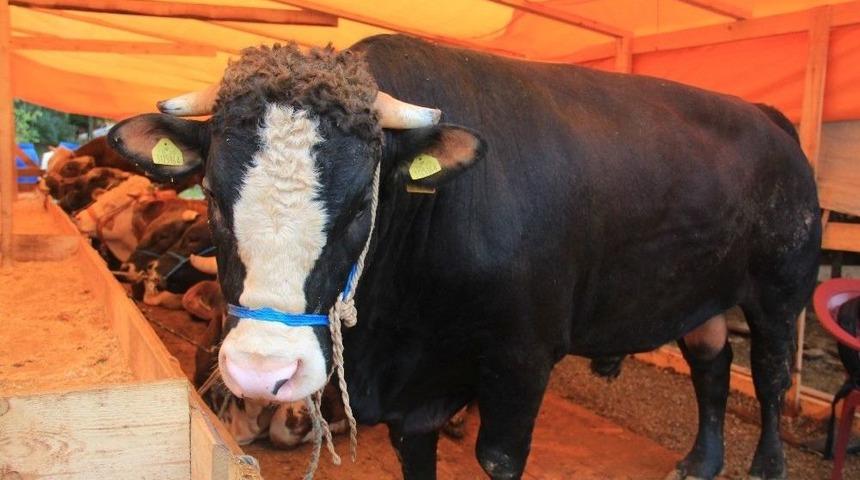 Giresun&rsquo;da Kurban Pazarında Satıcılar İstedikleri Satışı Yapamamaktan Şikayet&ccedil;i