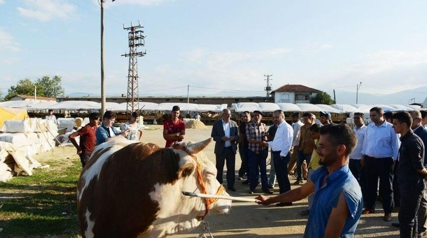B&ouml;lgenin En B&uuml;y&uuml;k Hayvan Pazarında Hareketlilik Başladı