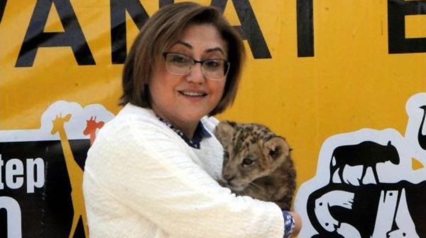 Yol Kontrol&uuml;nde Bulunan Yavru Aslana 'cesur' Adı Verildi