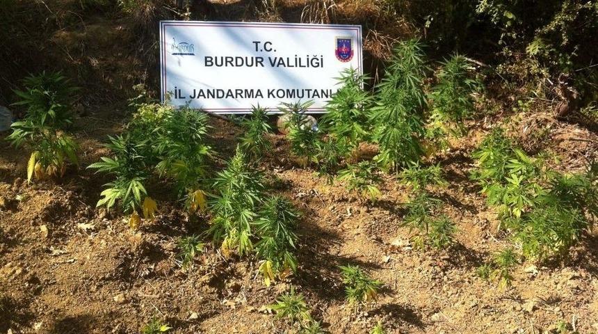 Ormanlıkta Araziyi Esrar Tarlası Yapmış