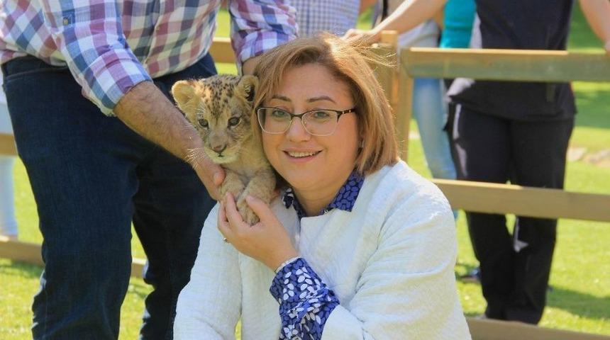 Arabada Yakalanan Yavru Aslan Gaziantep&rsquo;te Hayat Buldu