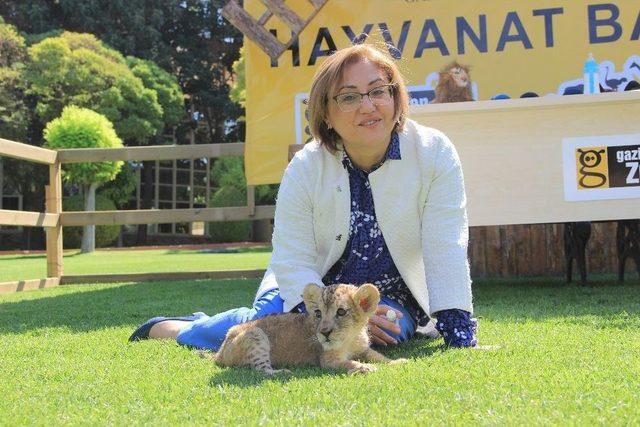 Arabada Yakalanan Yavru Aslan Gaziantep’te Hayat Buldu