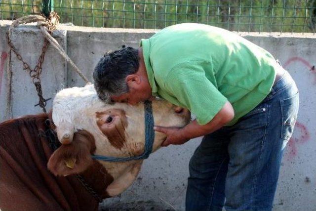 Zonguldak’Ta Kurban Pazarının En Pahalı Hayvanı 14 Bin Lira