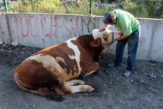 Zonguldak’Ta Kurban Pazarının En Pahalı Hayvanı 14 Bin Lira