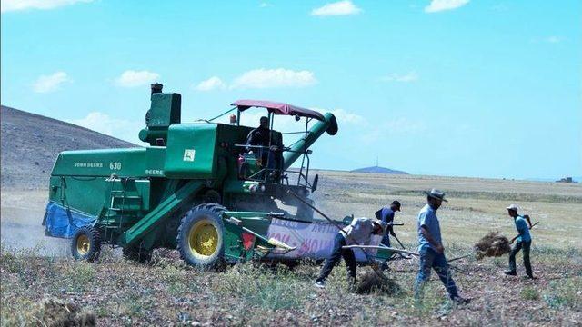 Kayseri’de Kimyon Üretimi Artıyor