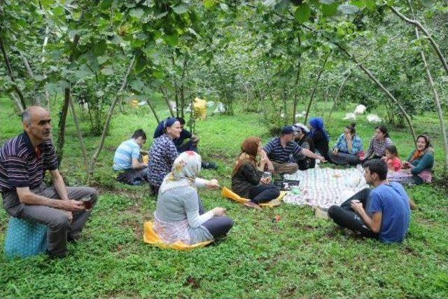 Fındık Üreticisi Tmo’Nun Fiyatlarını Yeterli Bulmadı