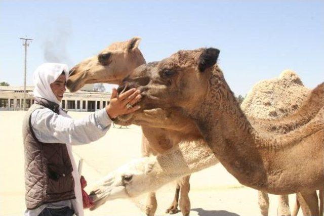 Şanlrurfa'da Eski Havalanı Pisti Kurbanlık Develere Kaldı