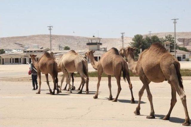 Şanlrurfa'da Eski Havalanı Pisti Kurbanlık Develere Kaldı