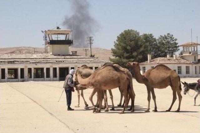 Şanlrurfa'da Eski Havalanı Pisti Kurbanlık Develere Kaldı