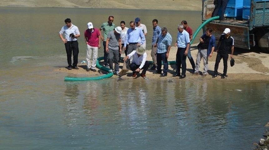 Alkumru Baraj G&ouml;letine Yavru Sazan Balıkları Bırakıldı