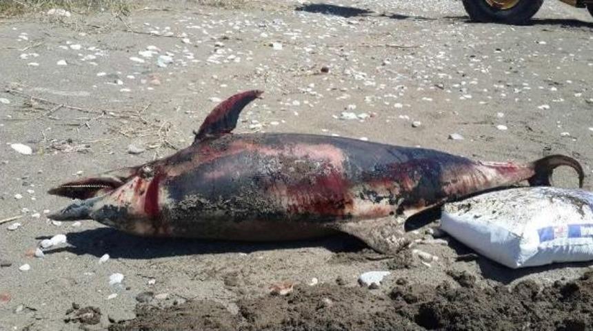 Antalya'da Sahile Yunus &Ouml;l&uuml;s&uuml; Vurdu