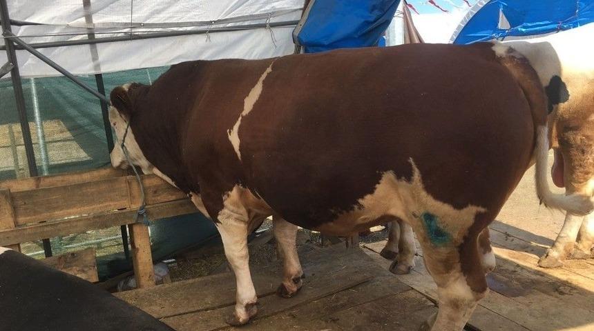 Kurban Pazarının Paşa’sı Araba Fiyatına Satıldı