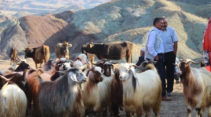 Kurbanlıkları Soran &Ccedil;ok Alan Yok