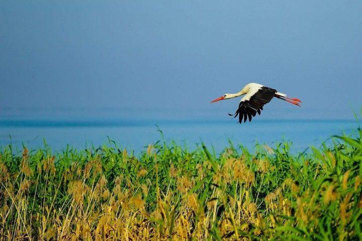 Leylekler Bursa’yı Terk Ediyor G3