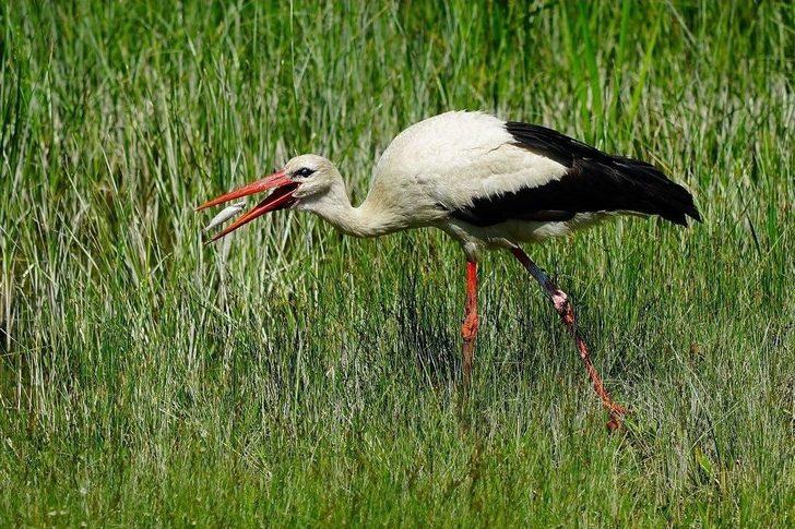 Leylekler Bursa’yı Terk Ediyor G4