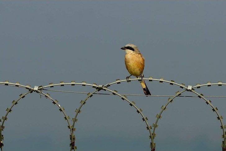 Leylekler Bursa’yı Terk Ediyor G5