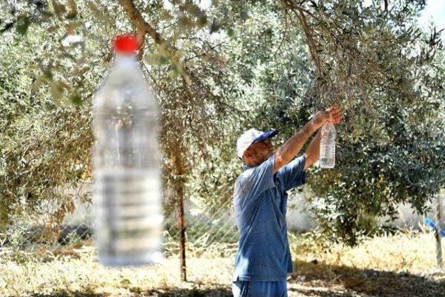 Zeytin Üreticisini Belediyenin Bulduğu 'organik Çözüm' Kurtardı