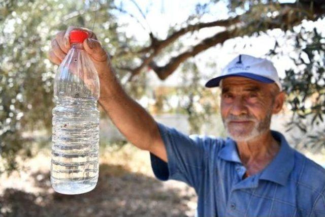 Zeytin Üreticisini Belediyenin Bulduğu 'organik Çözüm' Kurtardı