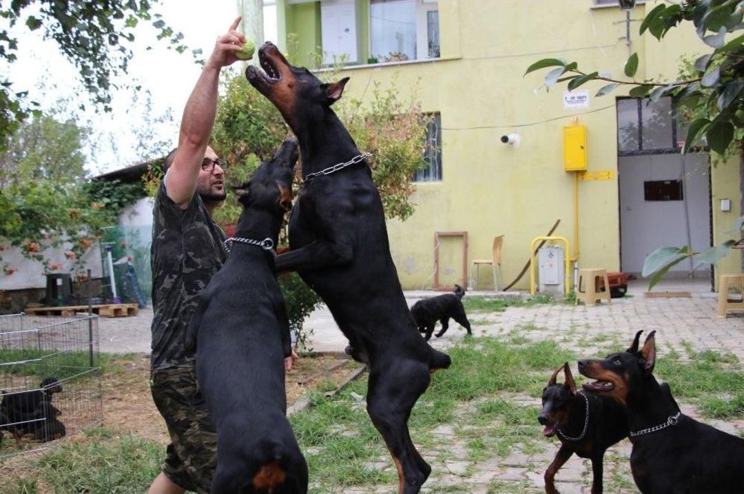 Doktorun &rsquo;doberman&rsquo; Hobisi