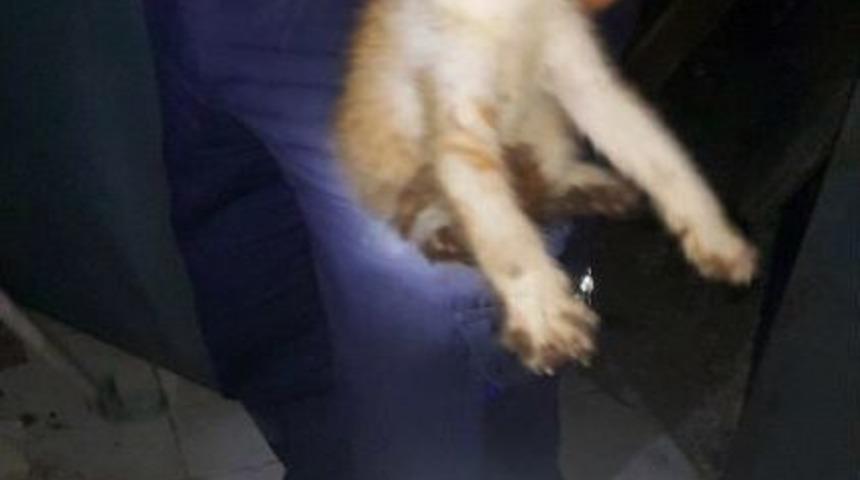 Depoda 3 G&uuml;nd&uuml;r Mahsur Kalan Yavru Kediyi İtfaiye Kurtardı